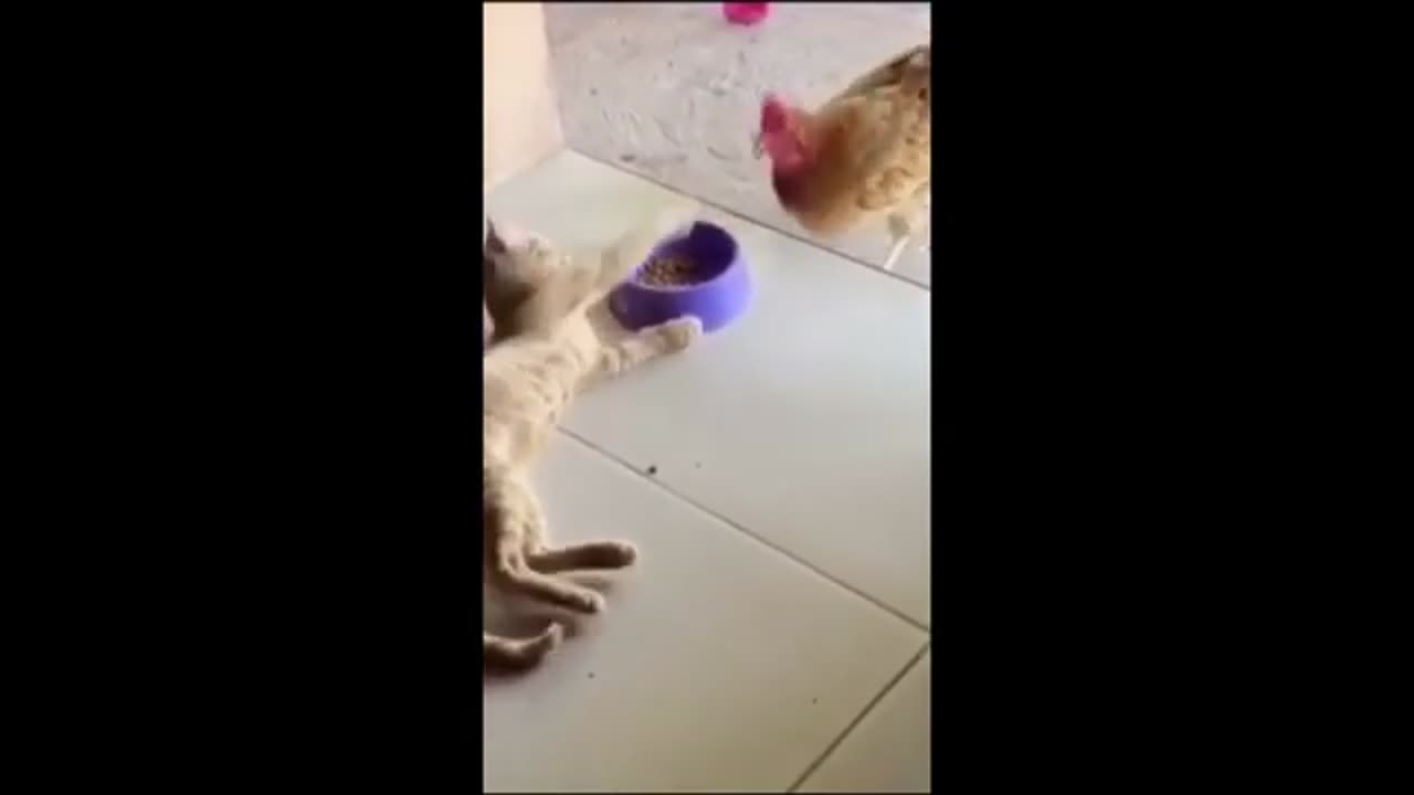 Amazing 👏 🙀 video