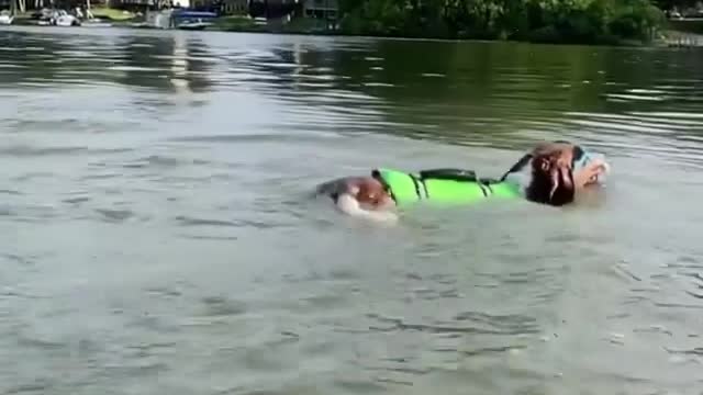 A dog jumps from the ship to the sea in a strange way