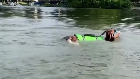 A dog jumps from the ship to the sea in a strange way