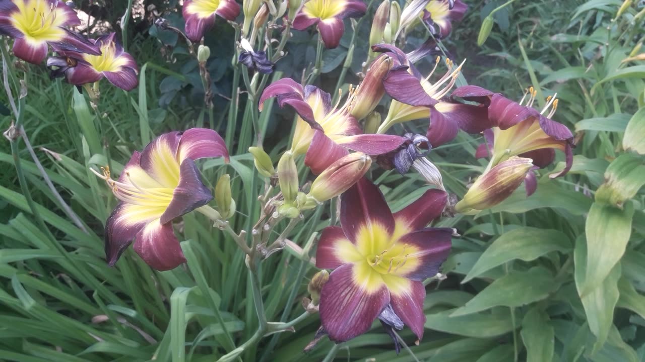 Purple daylilies