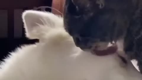 Cat Cleans her Pet Dog