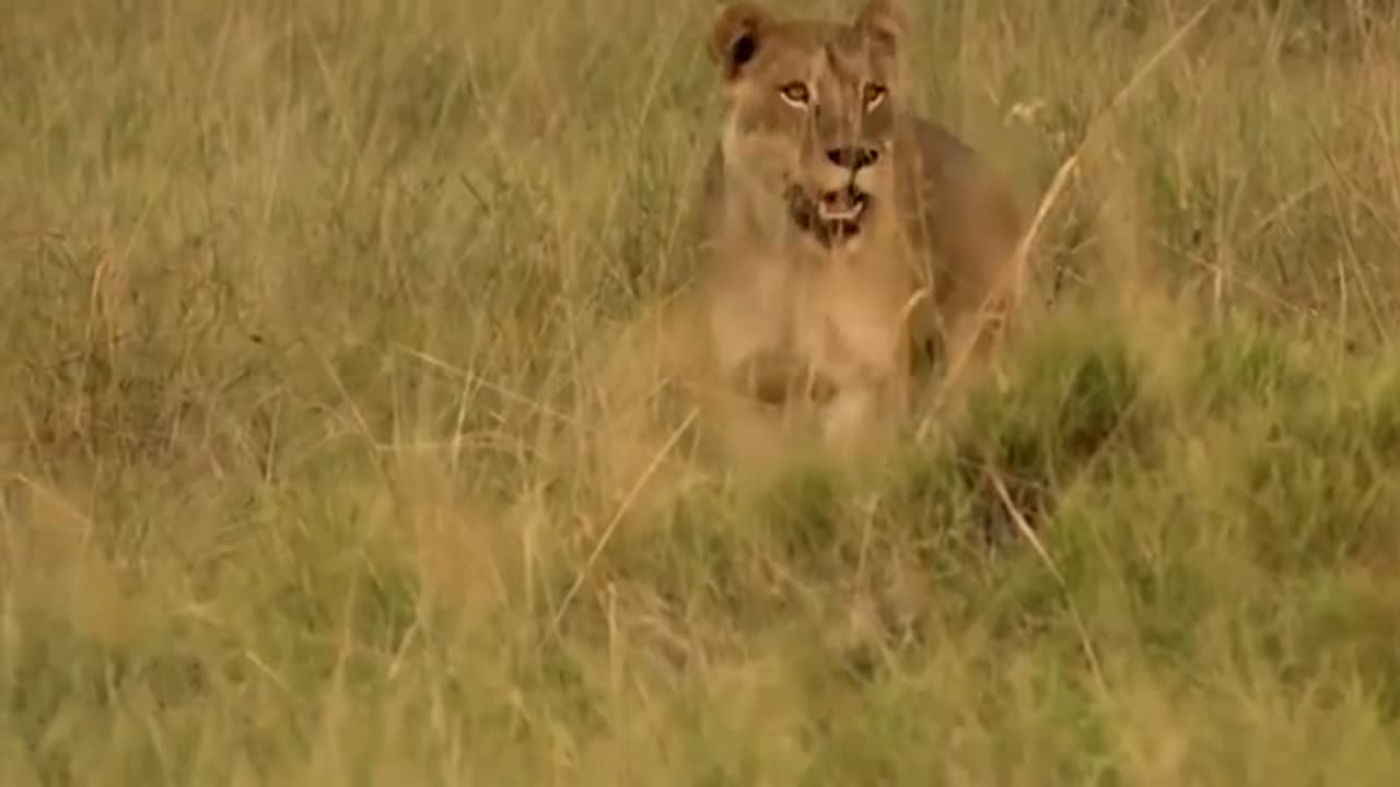 Lions Hunt Baby Gorilla