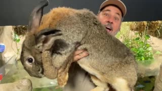look at the size of that rabbit