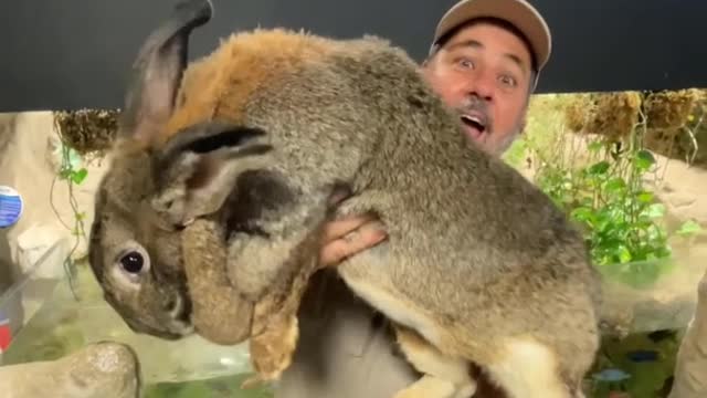 look at the size of that rabbit