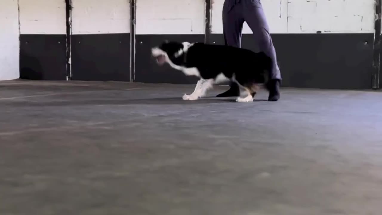 Ooh 😯 la la dancing 💃Pup #dog#puppy#dance