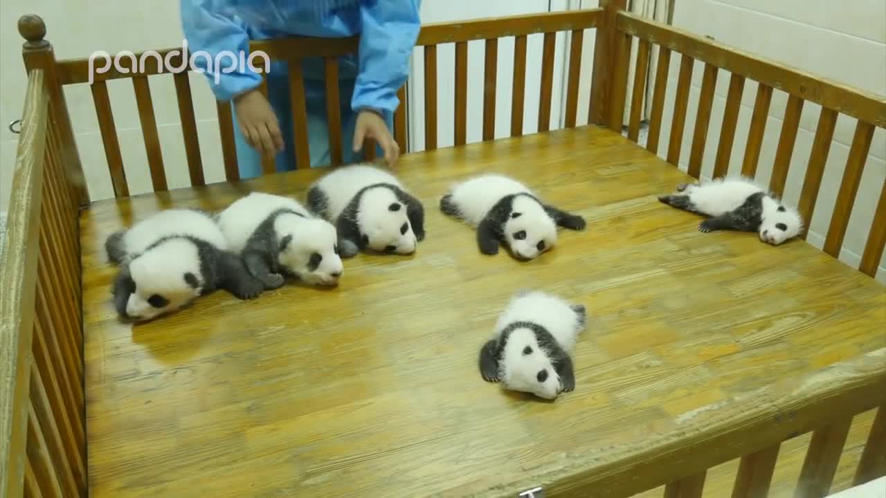 Baby panda party