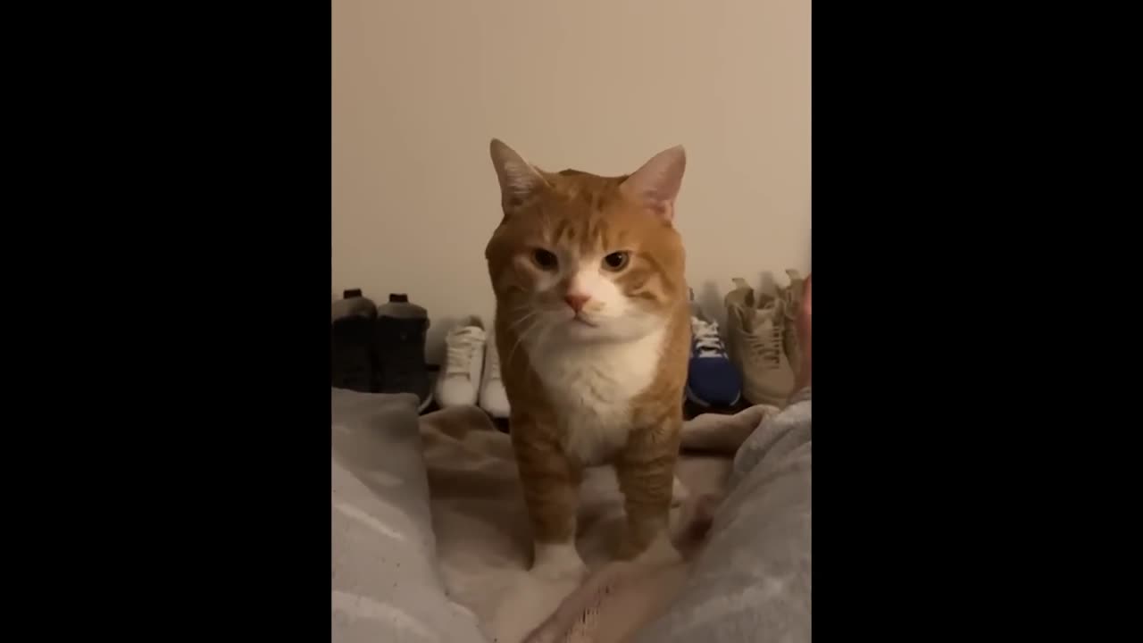 FUNNY CAT MEMES COMPILATION OF 2023 V2