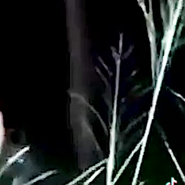 Dogmen are a world wide phenomenon…