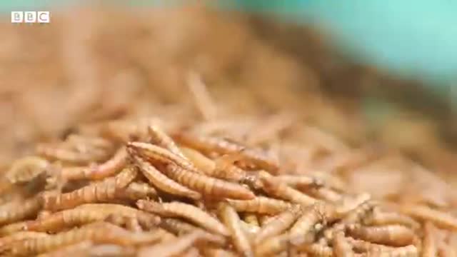 βYou will eat Bugs & like itβ π π π