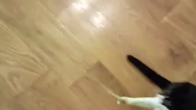 Отстань от меня а то закусаю! Funny ANIMALS video Приколы с котами Смешные коты 2021