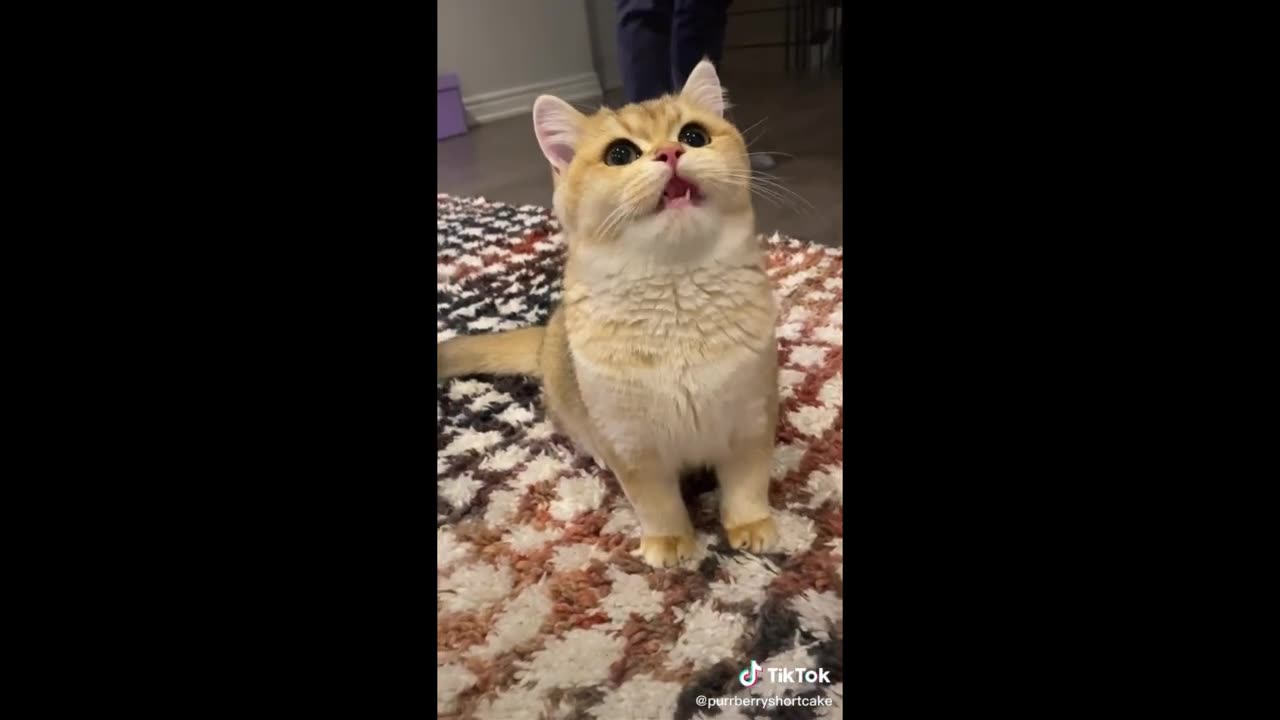 Cats funny video