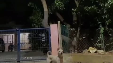Funny video🤣🤣🤣....try not to laugh😂😂😂