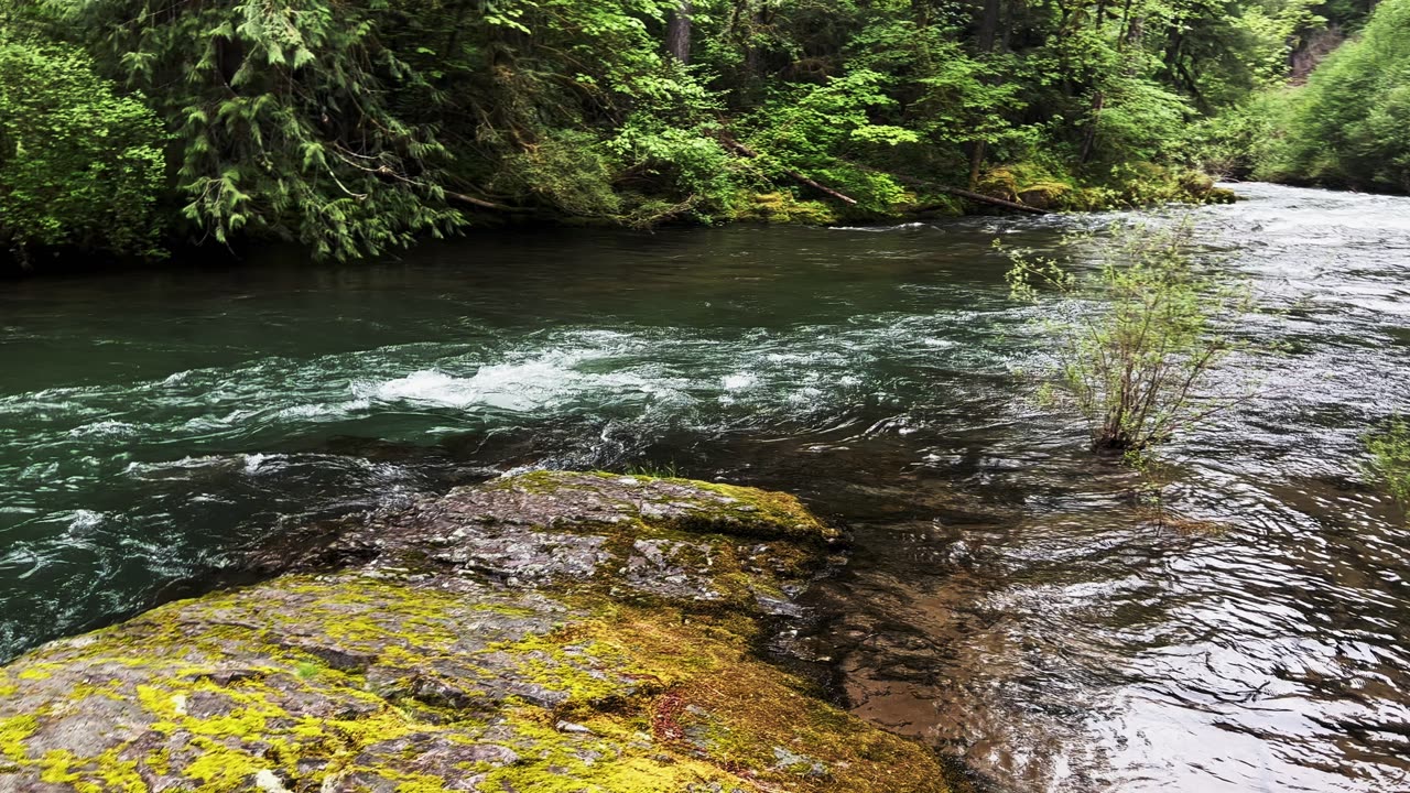 GORGEOUS, TRANQUIL & SERENE Shoreline Perspective of South Santiam River! | Central Oregon | 4K