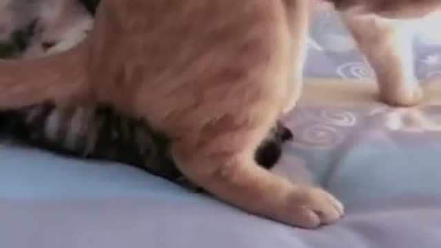 Funny cat 😸😸 best funny Animal video