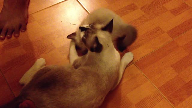 They play the cat together.