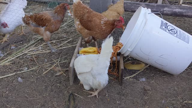 Chickens 🐔 eating spaghetti and squash.