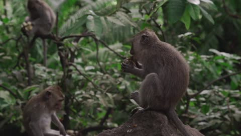 Monkey's Enjoying A Meal