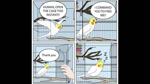 Comics With A Parrot Twist