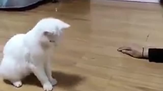 funny cat video#PART 1