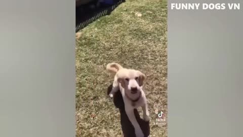 Funniest Animals Video HD