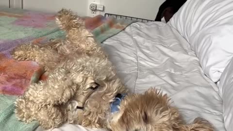 5 signs your dog truly loves you ❤️ inspired by @digitdax