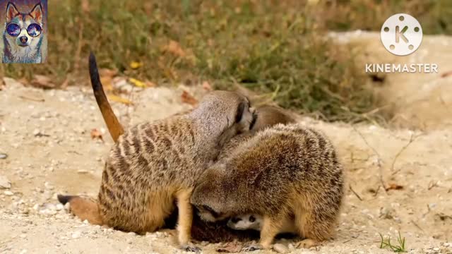 meerkat beautiful with cub