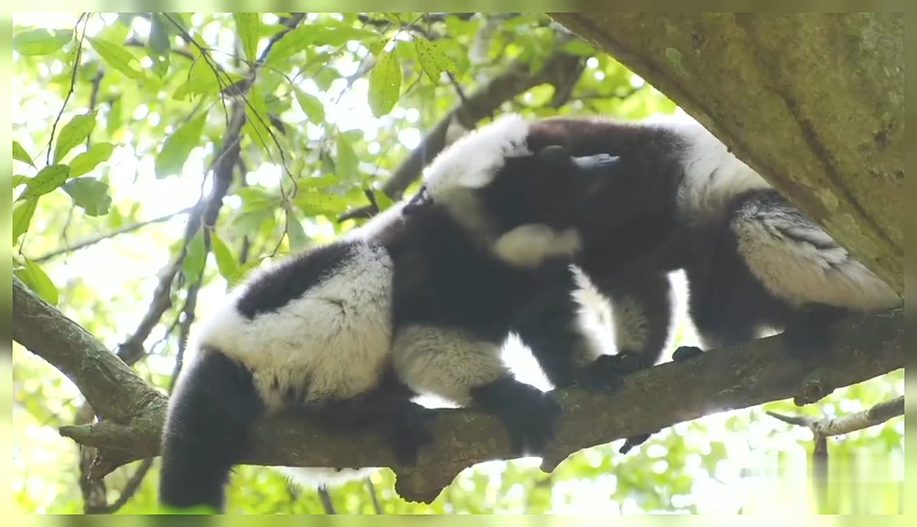 Lemur On A Branch Of Tree Forest Lemur Nature Wildlife Lemur On A Tree Lemur