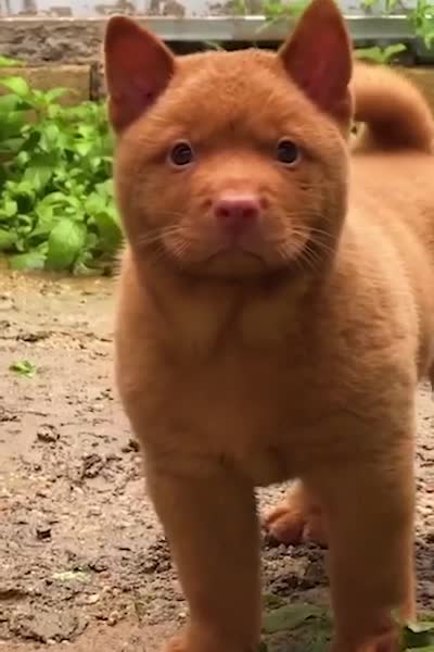 Don’t know if it’s a dog or a cat