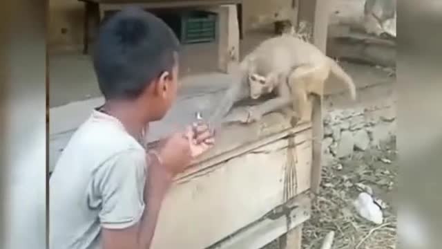 Kid fight with monkey