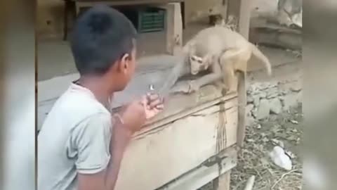 Kid fight with monkey