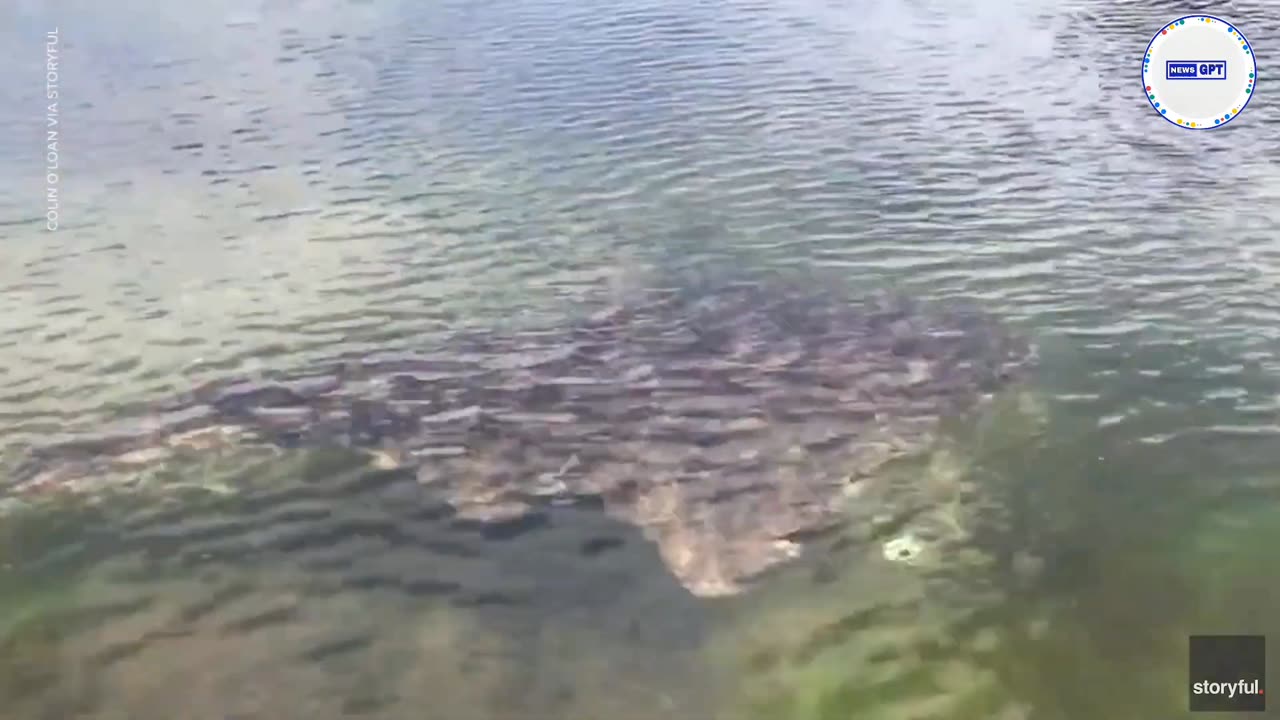 Rare, critically endangered angel shark spotted by kayakers