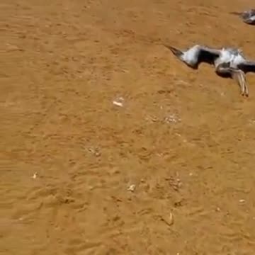 Health emergency in Peru due to bird flu outbreak.