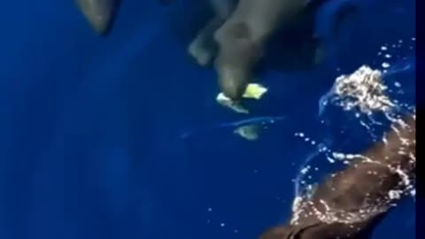 FALSE ORCAS SHARING THE FOOD!