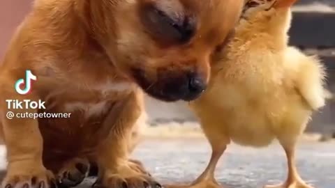 Cute dog puppy 🐶 sleeping 😴