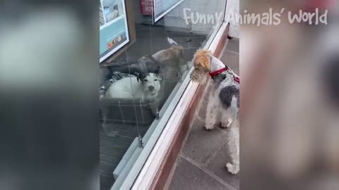 Funniest Cats And Dogs Videos 😅 - Best Funny Animal Videos 2022 😍