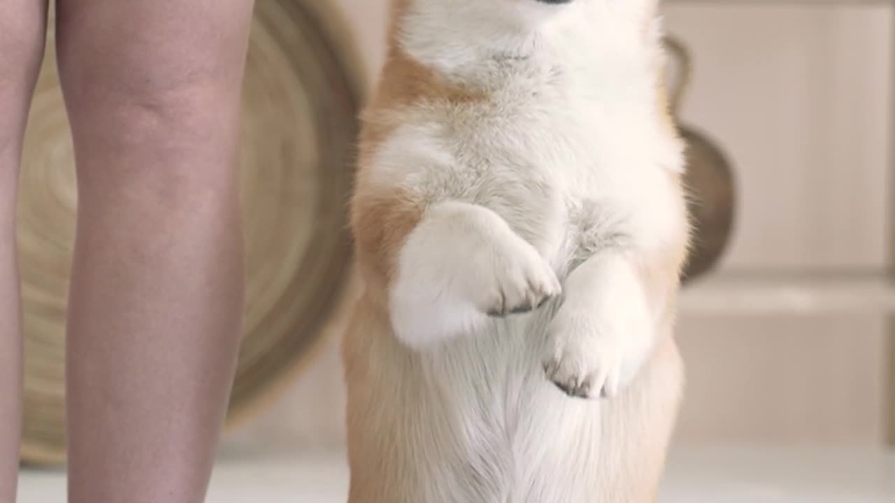 Watch this adorable dog trying to do yoga with its owner