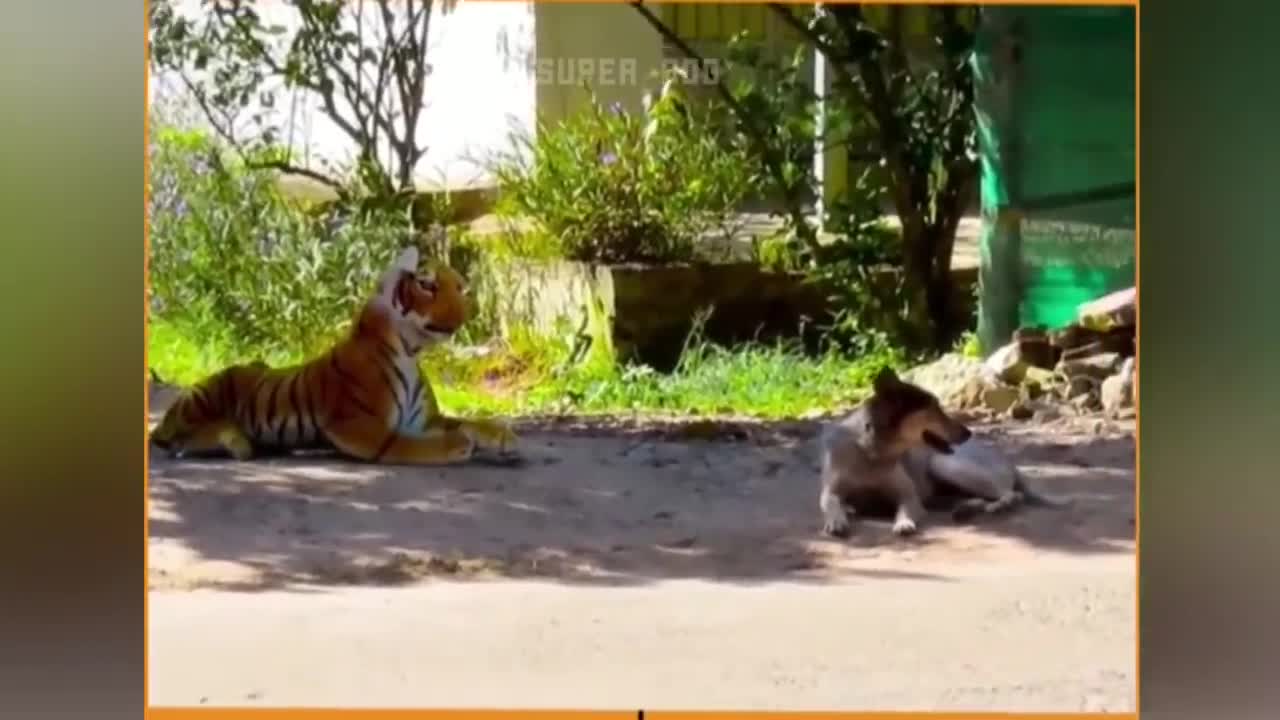 Funny Cat and Dog