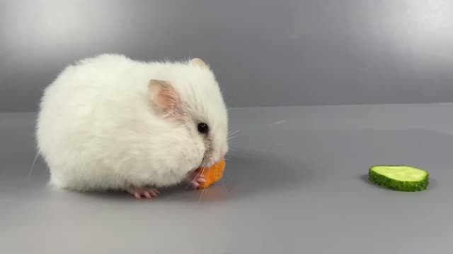 What will the hamster choose 🍅, 🥕, 🥒 ASMR #4 #crunchcrunchhamster #hamster #asmr 🐹