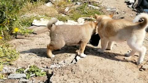 Puppies play on the ruins of the house