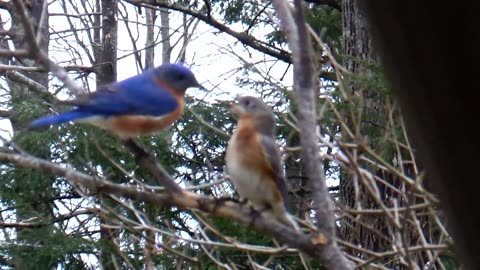 Bluebird Love