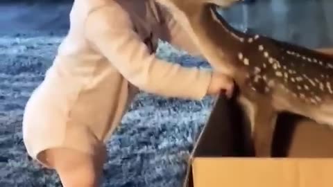 Cute baby and animal video