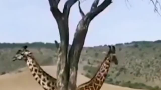 Wild animals zero distance giraffe