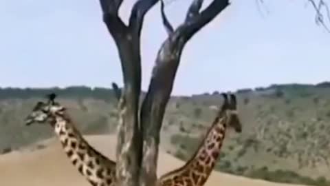 Wild animals zero distance giraffe