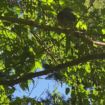 Bird relaxing in the tree