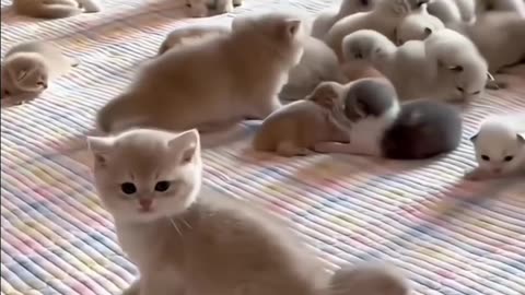 Cats looking wow #elegant