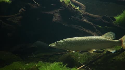 look at the calm of this fish.