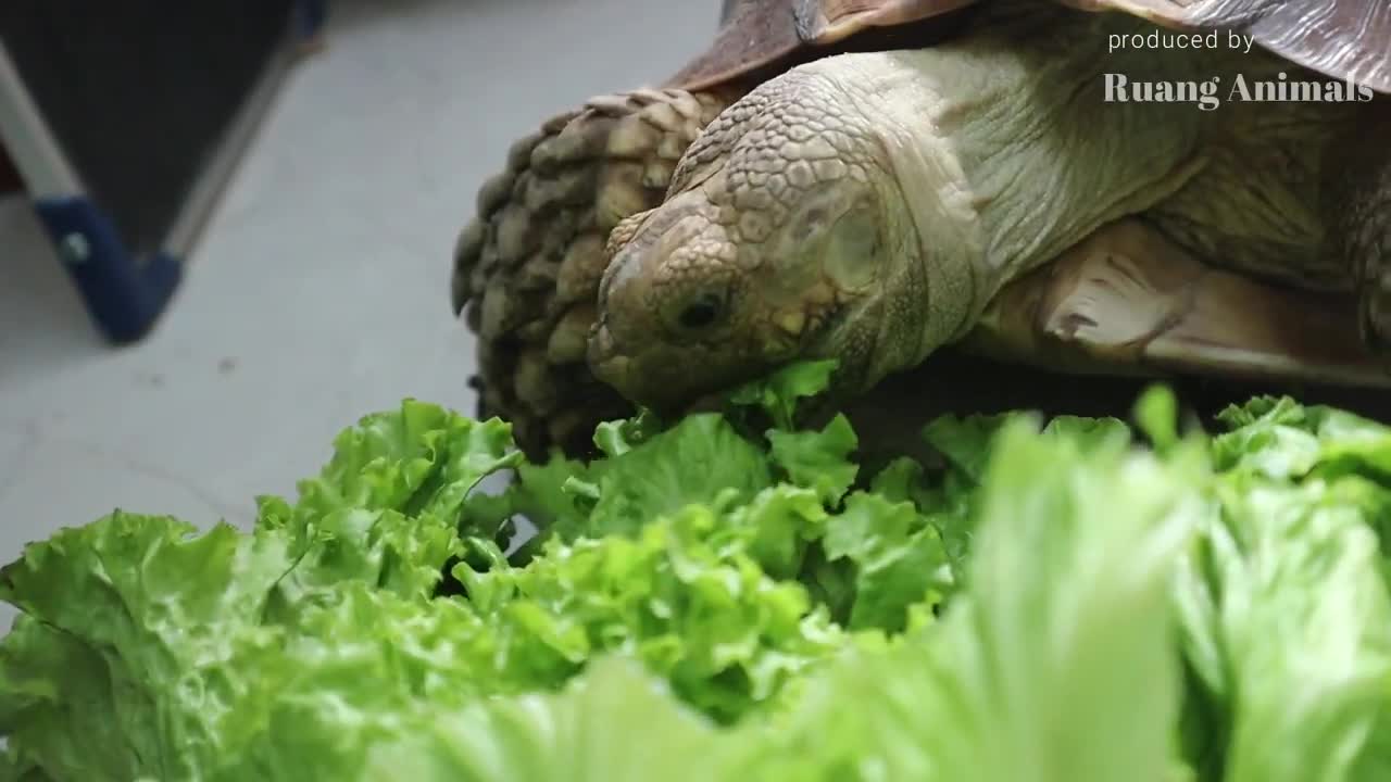 Makan Pagi Kura Kura Sulcata