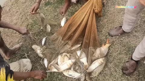 Catching fish in village pond