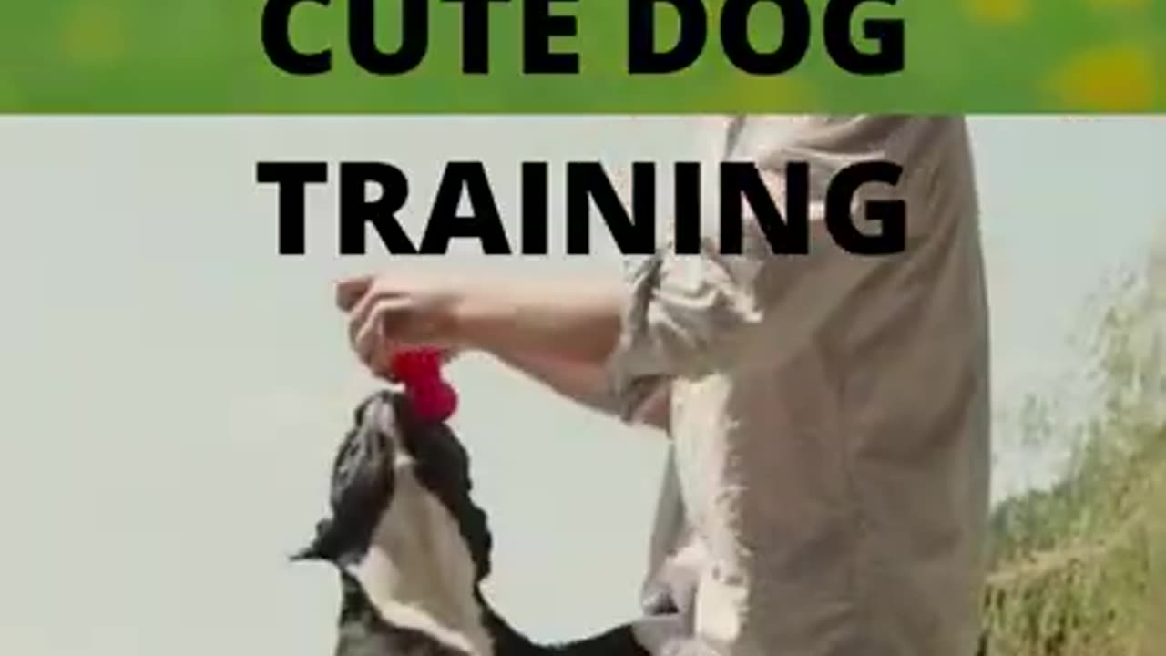 SPECIAL DOG TRAINING