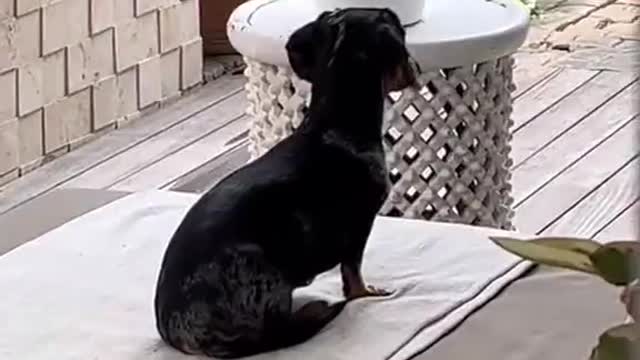 Goofy Dachshund Wiggles Around on Back